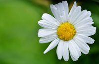 daisy-gcf97bcf6b_1280